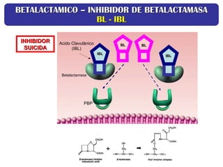 Acido Clavulánico
(IBL)
INHIBIDOR
INHIBIDOR
SUICIDA
SUICIDA
BETALACTAMICO – INHIBIDOR DE BETALACTAMASA
BETALACTAMICO – INHIBIDOR DE BETALACTAMASA
BL - IBL
BL - IBL
BL
BL
PBP
BL
BL
IBL
IBL
IBL
IBL
Betalactamasa
 