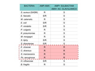 BACTERIA AMP-AMX AMP+ SULBACTAM
AMX+ AC. CLAVULANICO
S. aureus (SASM) R S
E. faecalis S/R S
M. catarralis R S
E. coli S/R S
P. mirabilis S/R S
P. vulgaris R S
K. pneumoniae R S
M. morgagni R S
S. tiphy S/R S
S. disenteriae S/R S
E. cloacae R R
C. diversus R R
S. marcescens R R
Ps. aeruginosa R R
H. influenzae S/R S
B. fragilis R S
 
