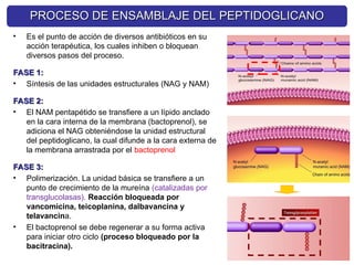 PROCESO DE ENSAMBLAJE DEL PEPTIDOGLICANO
PROCESO DE ENSAMBLAJE DEL PEPTIDOGLICANO
• Es el punto de acción de diversos antibióticos en su
acción terapéutica, los cuales inhiben o bloquean
diversos pasos del proceso.
FASE 1:
FASE 1:
• Síntesis de las unidades estructurales (NAG y NAM)
FASE 2:
FASE 2:
• El NAM pentapétido se transfiere a un lípido anclado
en la cara interna de la membrana (bactoprenol), se
adiciona el NAG obteniéndose la unidad estructural
del peptidoglicano, la cual difunde a la cara externa de
la membrana arrastrada por el bactoprenol
FASE 3:
FASE 3:
• Polimerización. La unidad básica se transfiere a un
punto de crecimiento de la mureína (catalizadas por
transglucolasas). Reacción bloqueada por
vancomicina, teicoplanina, dalbavancina y
telavancina.
• El bactoprenol se debe regenerar a su forma activa
para iniciar otro ciclo (proceso bloqueado por la
bacitracina).
 