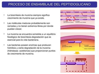 PROCESO DE ENSAMBLAJE DEL PEPTIDOGLICANO
PROCESO DE ENSAMBLAJE DEL PEPTIDOGLICANO
• La biosíntesis de mureína siempre significa
crecimiento de mureína que ya existe.
• Las moléculas maduras probablemente son
cerradas y no tienen extremos libres por donde
puedan crecer.
• La mureína se encuentra sometida a un equilibrio
fisiológico de biosíntesis-degradación que es
esencial para la vida bacteriana.
• Las bacterias poseen enzimas que producen
hidrólisis y cierta degradación de la mureína
(hidrolasas: autolisinas) que proporcionan puntos
de crecimiento de mureína.
 