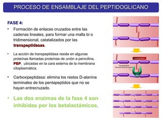 FASE 4:
FASE 4:
• Formación de enlaces cruzados entre las
cadenas lineales, para formar una malla bi o
tridimensional, catatalizados por las
transpeptidasas
transpeptidasas.
• La acción de transpeptidasa reside en algunas
proteínas llamadas proteínas de unión a penicilina,
PBP
PBP, ubicadas en la cara externa de la membrana
citoplasmática.
• Carboxipeptidasa: elimina los restos D-alanina
terminales de los pentapeptidos que no se
hayan entrecruzado.
• Las dos enzimas de la fase 4 son
inhibidas por los betalactámicos.
PROCESO DE ENSAMBLAJE DEL PEPTIDOGLICANO
PROCESO DE ENSAMBLAJE DEL PEPTIDOGLICANO
 