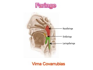 Faringe Virna Covarrubias 