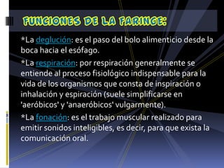 BUCOFARINGE: Localizada por detrás de la boca, comprende desde el velo del paladar hasta el hueso hioides, su parte anterior se relaciona con el istmo de las fauces y el dorso de la lengua y a los costados con los pilares anteriores y posteriores y las amígdalas palatinas. Tiene la función mixta digestiva y respiratoria. Bucofaringe