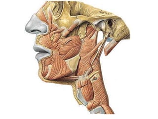Faringe- anatomia