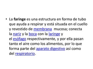• La faringe es una estructura en forma de tubo
que ayuda a respirar y está situada en el cuello
y revestido de membrana mucosa; conecta
la nariz y la boca con la laringe y
el esófago respectivamente, y por ella pasan
tanto el aire como los alimentos, por lo que
forma parte del aparato digestivo así como
del respiratorio.
 