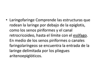• Laringofaringe Comprende las estructuras que
rodean la laringe por debajo de la epiglotis,
como los senos piriformes y el canal
retrocricoideo, hasta el límite con el esófago.
En medio de los senos piriformes o canales
faringolaríngeos se encuentra la entrada de la
laringe delimitada por los pliegues
aritenoepiglóticos.
 
