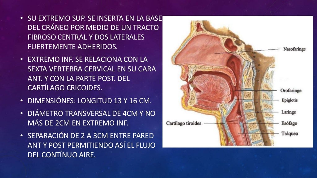 Anatomía de la Faringe
