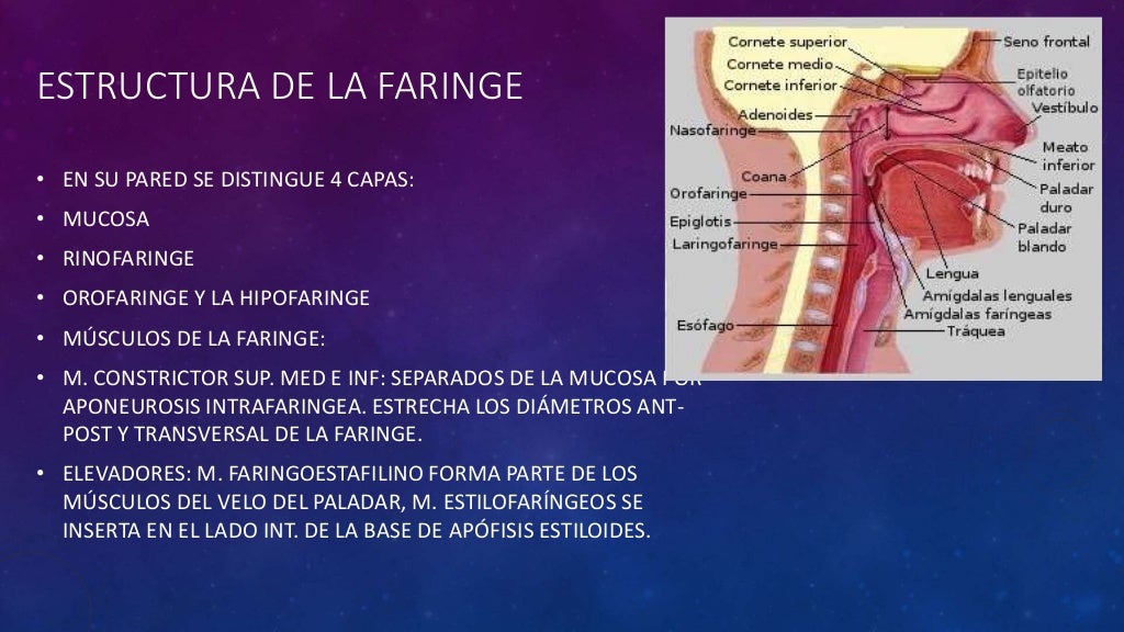Anatomía de la Faringe