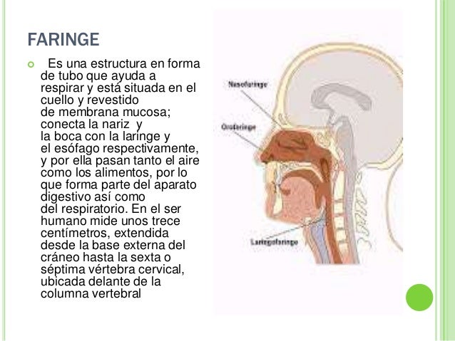 anatomia de la Faringe