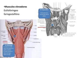 •Musculos elevadores
Estilofaringeo
faringostafilino
 