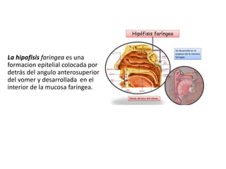 La hipofisis faringea es una
formacion epitelial colocada por
detrás del angulo anterosuperior
del vomer y desarrollada en el
interior de la mucosa faringea.
 