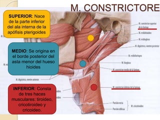 SUPERIOR: Nace
de la parte inferior
del ala interna de la
apófisis pterigoides
MEDIO: Se origina en
el borde posterior del
asta menor del hueso
hioides
INFERIOR: Consta
de tres haces
musculares: tiroideo,
cricotiroideo y
cricoideo.
M. CONSTRICTORE
 