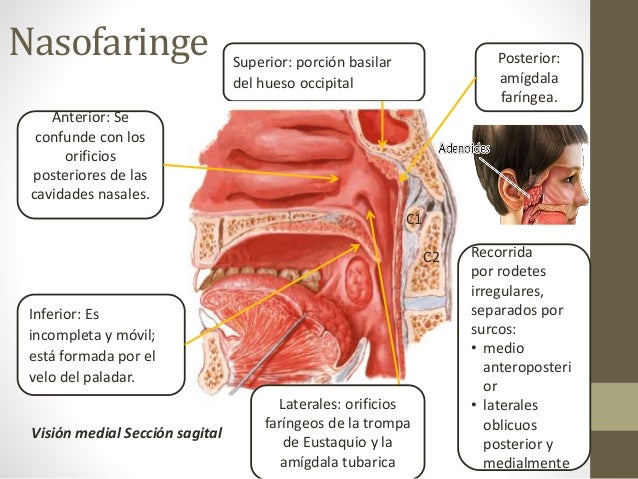 Faringe y amigdalas. Tejido linfoide