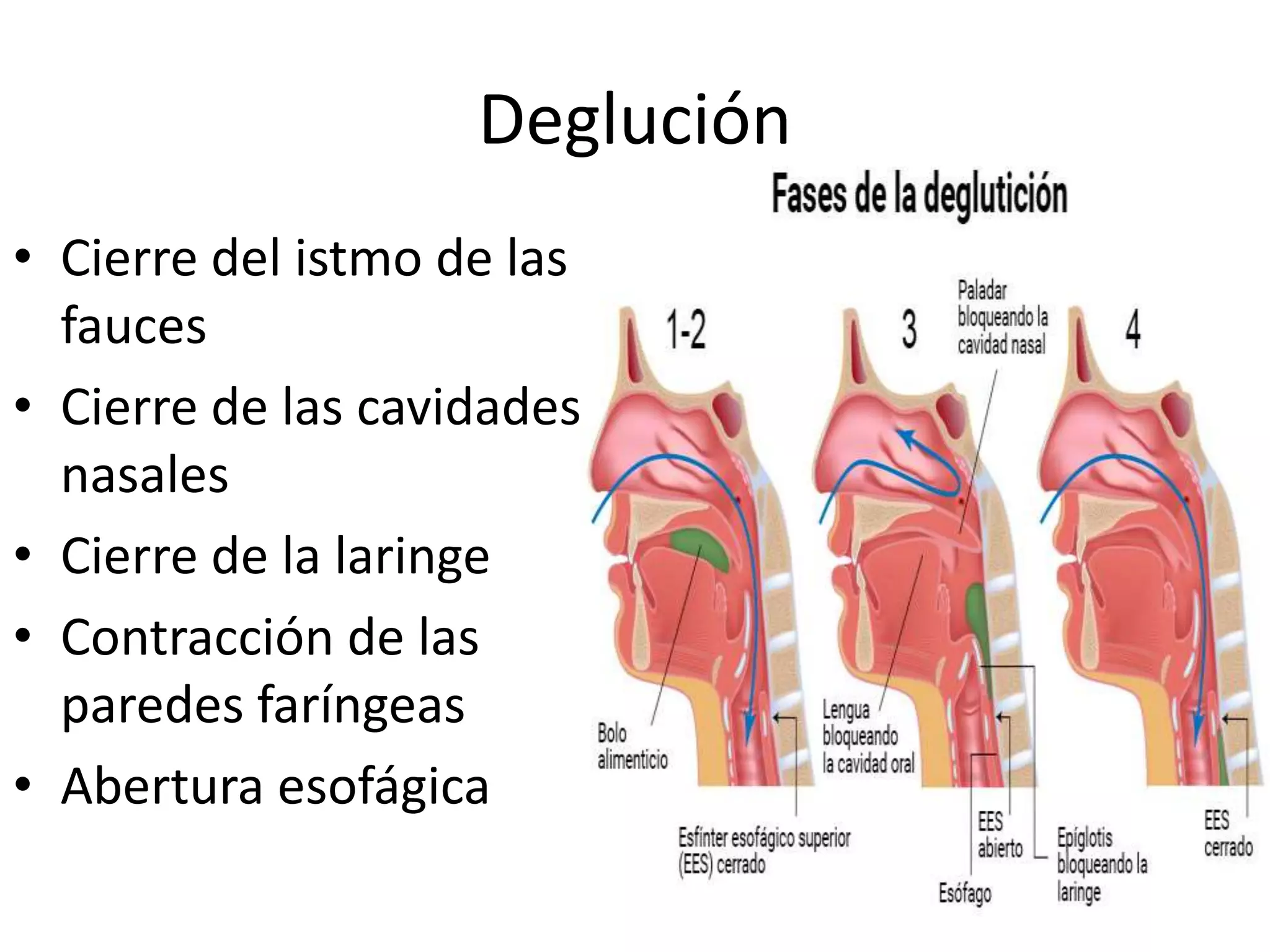 Deglución
• Cierre del istmo de las
fauces
• Cierre de las cavidades
nasales
• Cierre de la laringe
• Contracción de las
paredes faríngeas
• Abertura esofágica