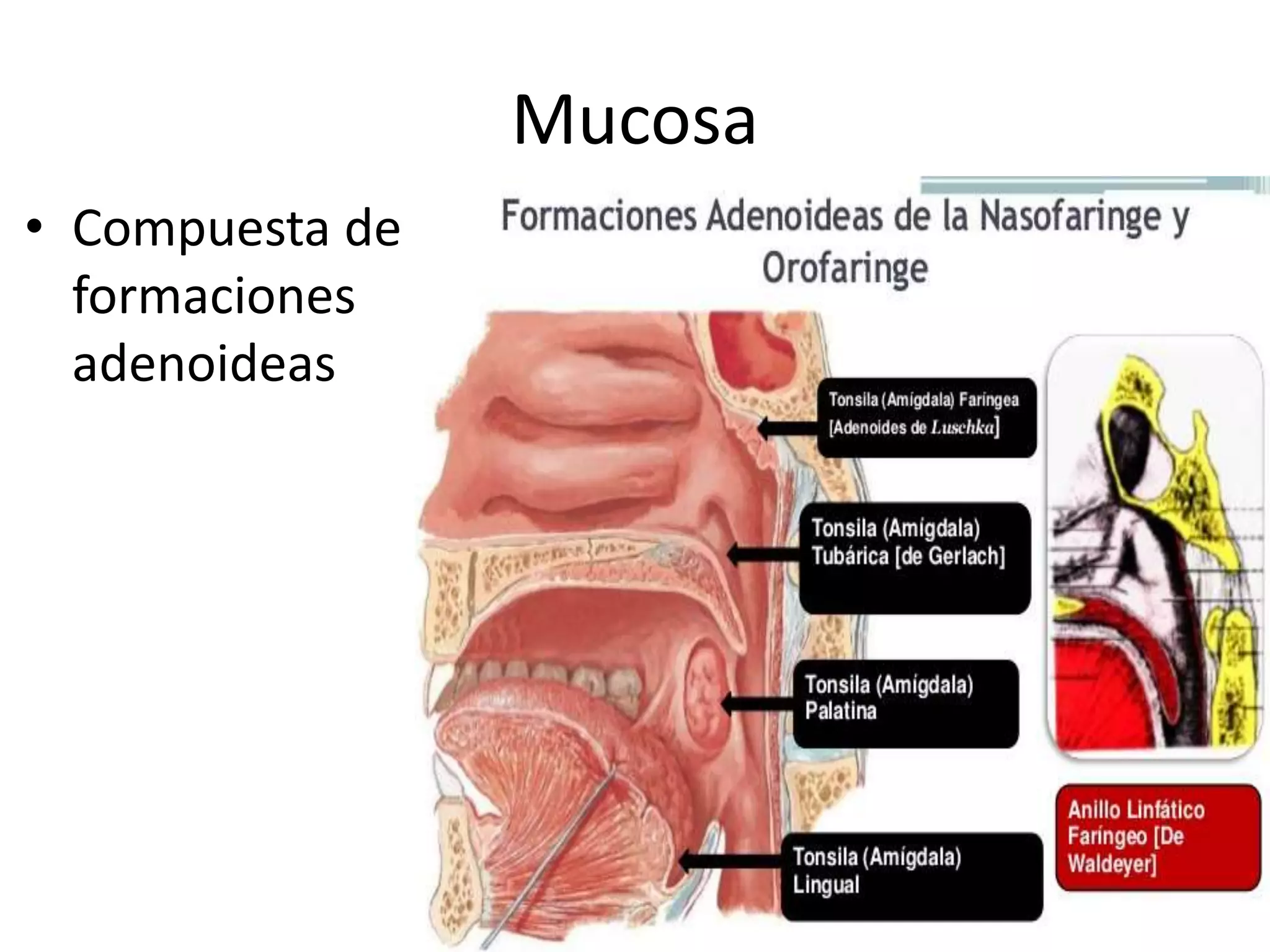 Mucosa
• Compuesta de
formaciones
adenoideas