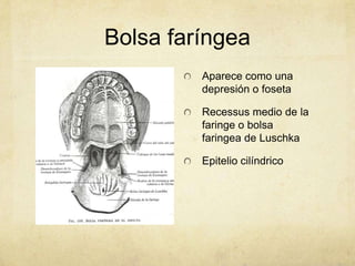 Bolsa faríngea
         Aparece como una
         depresión o foseta

         Recessus medio de la
         faringe o bolsa
         faringea de Luschka

         Epitelio cilíndrico
 
