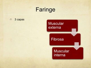 Faringe
3 capas
              Muscular
              externa


               Fibrosa


                Muscular
                interna
 