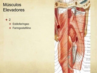 Músculos
Elevadores

  2
    Estilofaríngeo
    Faringostafilino
 