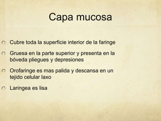Capa mucosa

Cubre toda la superficie interior de la faringe

Gruesa en la parte superior y presenta en la
bóveda pliegues y depresiones

Orofaringe es mas palida y descansa en un
tejido celular laxo

Laringea es lisa
 