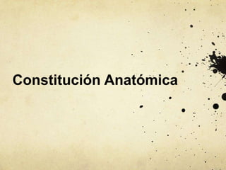 Constitución Anatómica
 