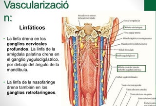 Vascularizació 
n: 
Linfáticos 
• La linfa drena en los 
ganglios cervicales 
profundos. La linfa de la 
amígdala palatina drena en 
el ganglio yugulodigástrico, 
por debajo del ángulo de la 
mandíbula. 
• La linfa de la nasofaringe 
drena también en los 
ganglios retrofaríngeos. 
 