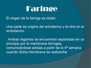 Faringe El origen de la faringe es doble:  Una parte se origina del ectodermo y la otra en el endodermo . Ambas regiones se encuentran separadas en un principio por la membrana faríngea, comunicándose ambas a partir de la 4ª semana cuando dicha membrana se reabsorbe. 