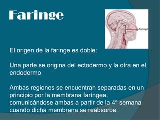 Faringe El origen de la faringe es doble:  Una parte se origina del ectodermo y la otra en el endodermo Ambas regiones se encuentran separadas en un principio por la membrana faríngea, comunicándose ambas a partir de la 4ª semana cuando dicha membrana se reabsorbe. 