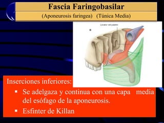 Inserciones inferiores:
 Se adelgaza y continua con una capa media
del esófago de la aponeurosis.
 Esfinter de Killan
Fascia Faringobasilar
(Aponeurosis faringea) (Túnica Media)
 