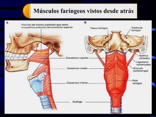 Músculos faríngeos vistos desde atrás
 