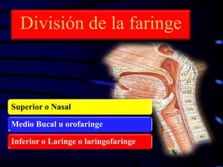 División de la faringe
Superior o Nasal
Medio Bucal u orofaringe
Inferior o Laringe o laringofaringe
 