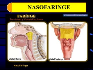 NASOFARINGE
 