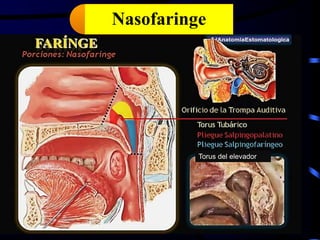 Torus del elevador
Nasofaringe
 