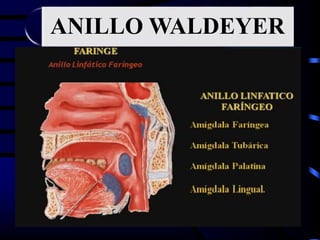 ANILLO WALDEYER
 