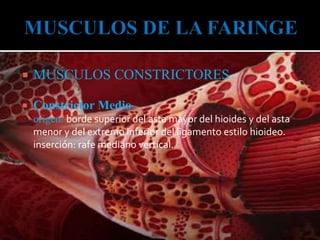  MUSCULOS CONSTRICTORES
 Constrictor Medio
origen: borde superior del asta mayor del hioides y del asta
menor y del extremo inferior del ligamento estilo hioideo.
inserción: rafe mediano vertical.
 