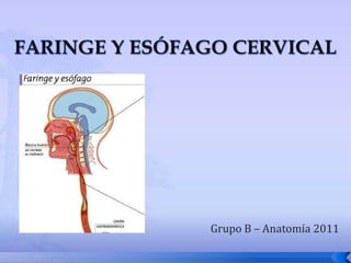 FARINGE Y ESÓFAGO CERVICAL Grupo B – Anatomía 2011 