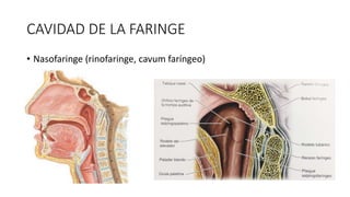 CAVIDAD DE LA FARINGE
• Nasofaringe (rinofaringe, cavum faríngeo)
 