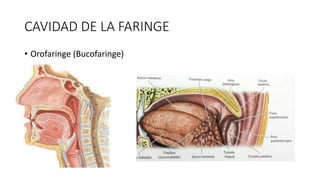 CAVIDAD DE LA FARINGE
• Orofaringe (Bucofaringe)
 