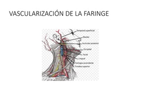VASCULARIZACIÓN DE LA FARINGE
 