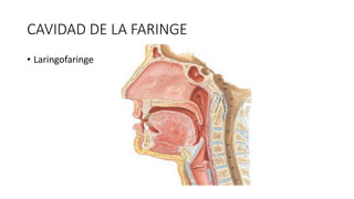 CAVIDAD DE LA FARINGE
• Laringofaringe
 