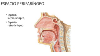 ESPACIO PERIFARÍNGEO
• Espacio
laterofaríngeo
• Espacio
retrofaríngeo
 