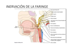 INERVACIÓN DE LA FARINGE
 