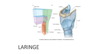 LARINGE
 
