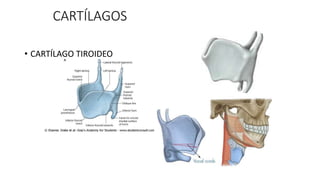 CARTÍLAGOS
• CARTÍLAGO TIROIDEO
 