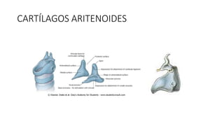 CARTÍLAGOS ARITENOIDES
 