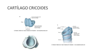 CARTÍLAGO CRICOIDES
 