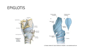 EPIGLOTIS
 