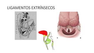 LIGAMENTOS EXTRÍNSECOS
 