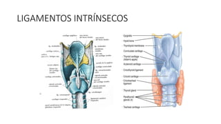 LIGAMENTOS INTRÍNSECOS
 