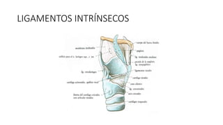 LIGAMENTOS INTRÍNSECOS
 