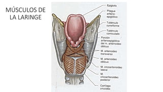 MÚSCULOS DE
LA LARINGE
 